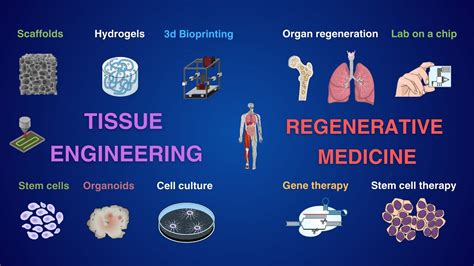  Lipoprotein: Una Innovación de Ingeniería Tisular para el Futuro de la Medicina Regenerativa!